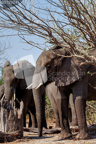 Image of African Elephant in Chobe National Park