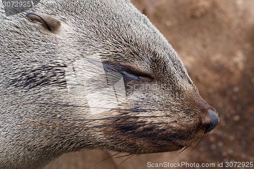 Image of portrait of Brown fur seal - sea lions in Namibia