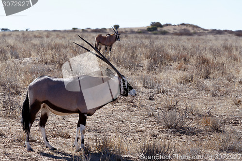 Image of Gemsbok, Oryx gazella