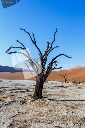 Image of Sossusvlei beautiful landscape of death valley, namibia