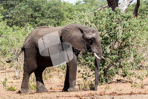 Image of African Elephant in Chobe National Park