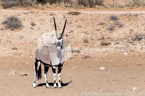 Image of Gemsbok, Oryx gazella