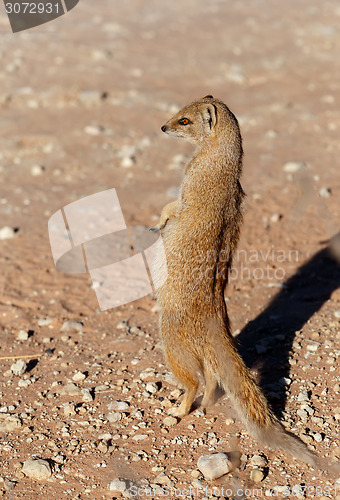 Image of Yellow mongoose, Kalahari desert, South Africa 