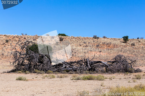 Image of Lonely dead tree in an arid landscape