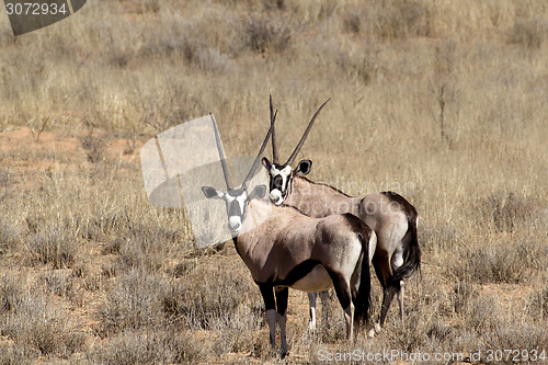 Image of Gemsbok, Oryx gazella