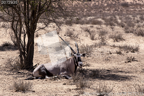 Image of Gemsbok, Oryx gazella