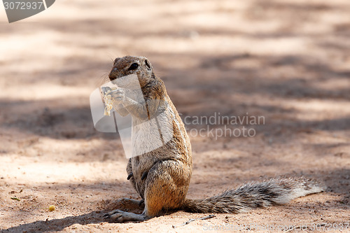Image of South African ground squirrel Xerus inauris