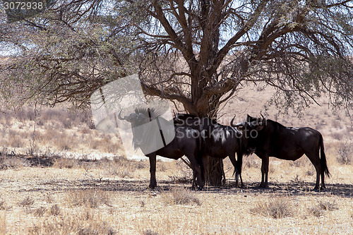 Image of wild (Connochaetes taurinus) Blue Wildebeest Gnu grazing