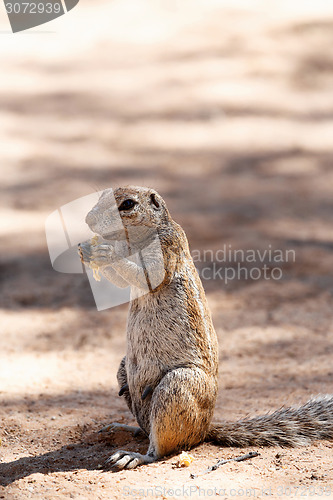 Image of South African ground squirrel Xerus inauris