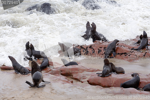 Image of huge colony of Brown fur seal - sea lions in Namibia