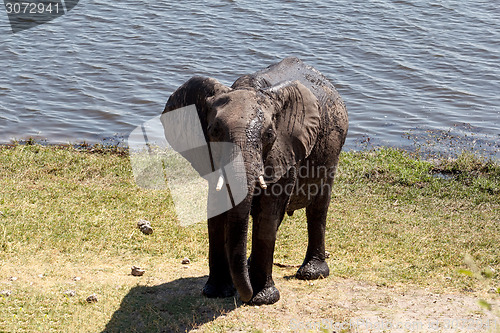 Image of African Elephant in Chobe National Park