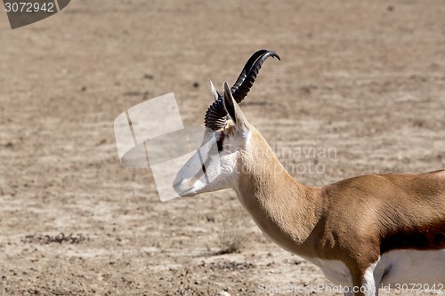 Image of Portrait of Springbok gazella in kgalagadi, South Africa