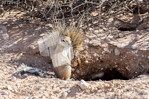 Image of South African ground squirrel Xerus inauris