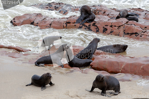 Image of huge colony of Brown fur seal - sea lions in Namibia