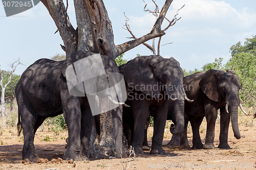 Image of African Elephant in Chobe National Park