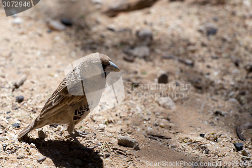 Image of Sociable Weaver Bird at Kgalagadi