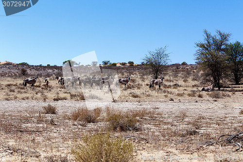 Image of Gemsbok, Oryx gazella