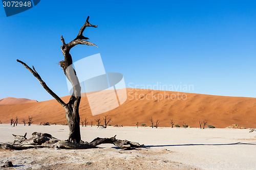 Image of Sossusvlei beautiful landscape of death valley, namibia