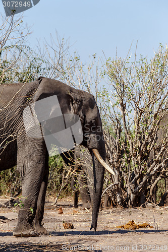 Image of African Elephant in Chobe National Park