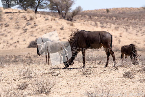 Image of wild (Connochaetes taurinus) Blue Wildebeest Gnu grazing