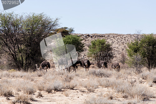 Image of Ostrich Struthio camelus, in Kgalagadi, South Africa