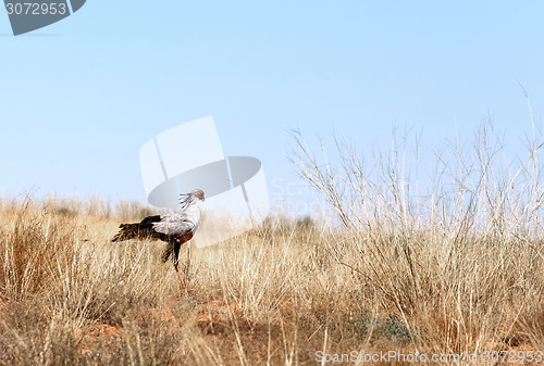 Image of Secretary bird seeking for prey