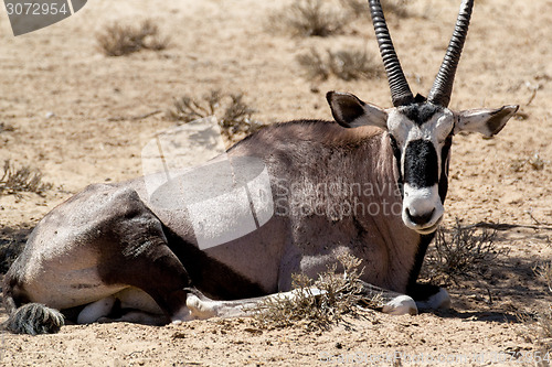 Image of portrait of Gemsbok, Oryx gazella