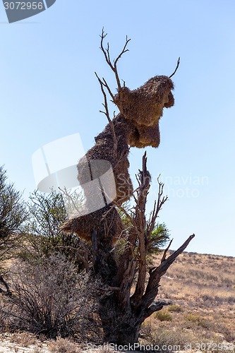 Image of African masked weaver big nest on tree