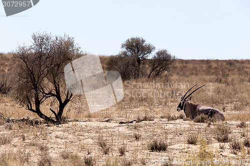 Image of Gemsbok, Oryx gazella