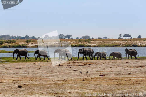 Image of African Elephant in Chobe National Park