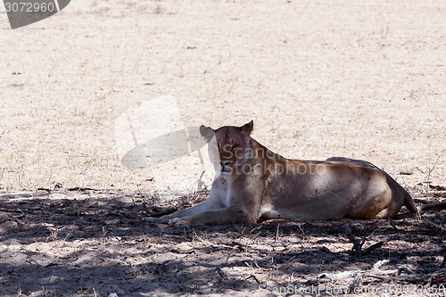 Image of beautiful lioness in shade, Kalahari