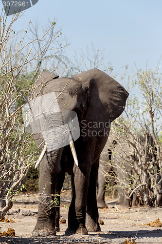 Image of African Elephant in Chobe National Park