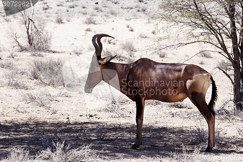 Image of A Common tsessebe (Alcelaphus buselaphus) stood facing the camer