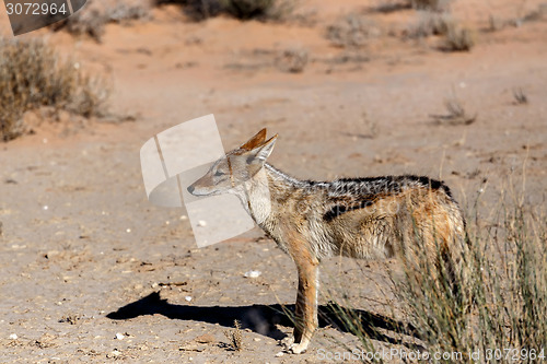 Image of black-backed jackal (Canis mesomelas)