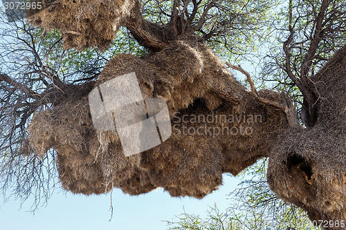 Image of African sociable weaver big nest on tree