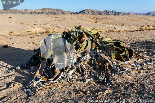 Image of Welwitschia mirabilis, Amazing desert plant, living fossil