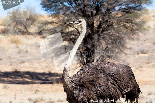 Image of Ostrich Struthio camelus, in Kgalagadi, South Africa