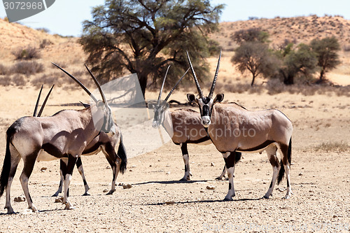 Image of Gemsbok, Oryx gazella