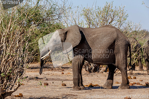 Image of African Elephant in Chobe National Park