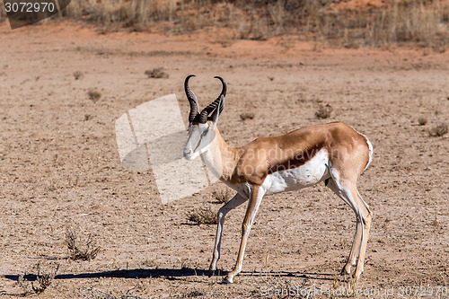 Image of Springbok Antidorcas marsupialis in kgalagadi, South Africa