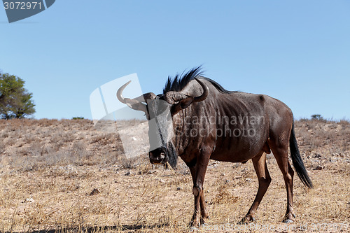 Image of wild (Connochaetes taurinus) Blue Wildebeest Gnu