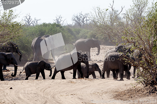 Image of African Elephant in Chobe National Park