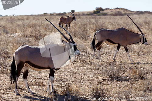 Image of Gemsbok, Oryx gazella