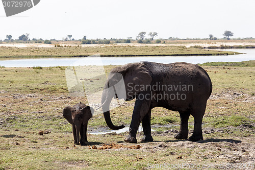 Image of African Elephant in Chobe National Park