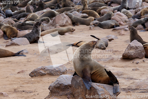 Image of huge colony of Brown fur seal - sea lions in Namibia