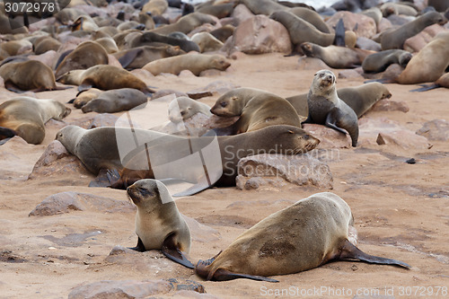 Image of huge colony of Brown fur seal - sea lions in Namibia