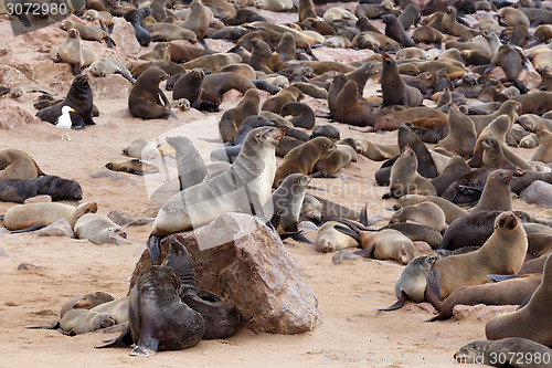 Image of huge colony of Brown fur seal - sea lions in Namibia