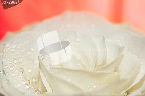 Image of Macro of white rose on red