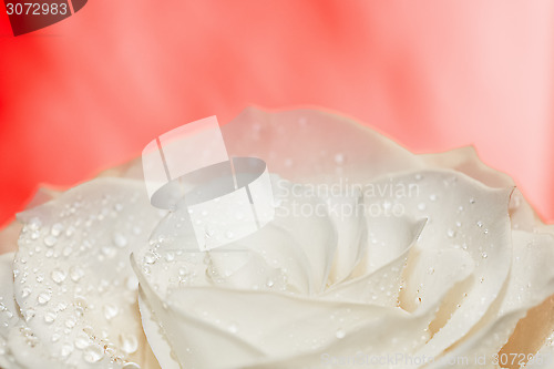 Image of White rose on red