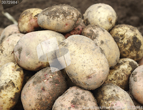 Image of Pile of fresh potatoes